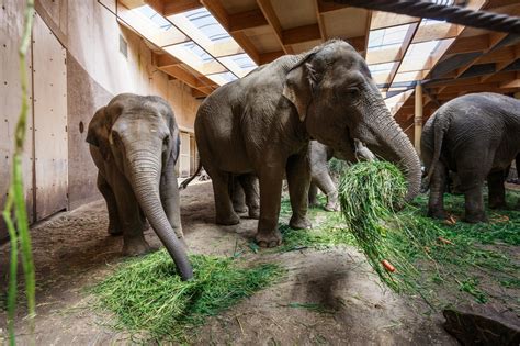 Zoo planckendael brengt je dichter bij de dieren! Planckendael zoekt olifantenverzorger: een droomjob tot je ...