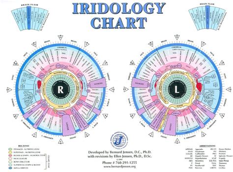 How To Read Iridology Eye Charts Iriscope Iridology Camera