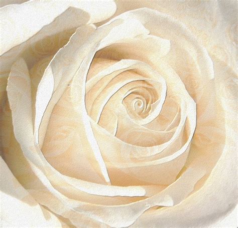 Rose White Free Stock Photo White Rose 17899