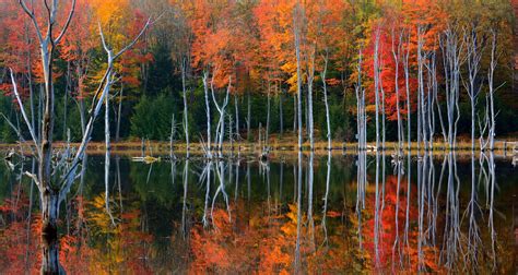 Wallpaper Trees Landscape Forest Lake Water Nature Reflection Branch Pond Swamp