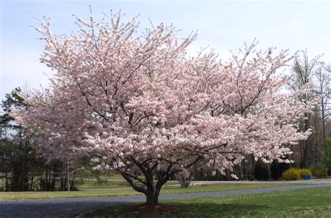 When choosing a cherry blossom tree for your garden it is useful to consider the following questions: WHICH CHERRY TREE? - An Eye For Detail