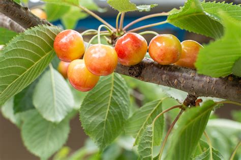 Fruit Trees Home Gardening Apple Cherry Pear Plum Fruit Tree