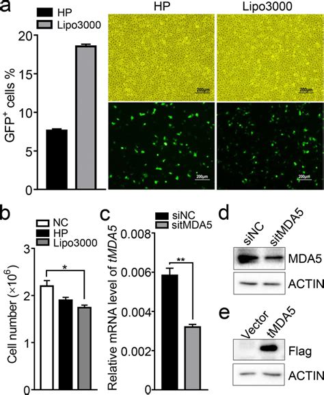 Transfection, the process of introducing foreign genetic material into a eukaryotic cell, is an important tool for many cell and molecular biologists, as well as anyone generating stably transfected cells begins with a transient transfection, followed by an infrequent but important and serendipitous process. Transfection efficiency of the TSR6 cell line. a TSR6 ...