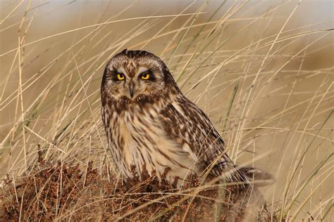 Short Eared Owl Aberdeenshire 23 01 19 Short Eared Owl Owl Yellow Eyes