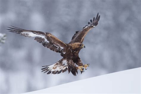 Steinadler Anflug Foto And Bild Tiere Wildlife Wild Lebende Vögel