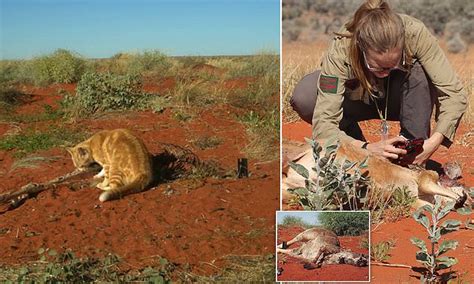 Feral Cat Caught On Camera Eating An Entire Kangaroo At Bush Heritage