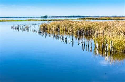 Royalty Free Blackwater National Wildlife Refuge Pictures Images And
