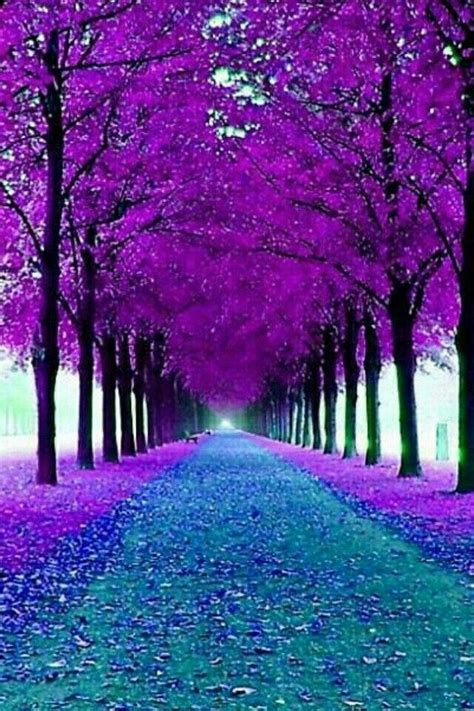 Purple Trees Line The Side Of A Road That Is Lined With Blue And Green
