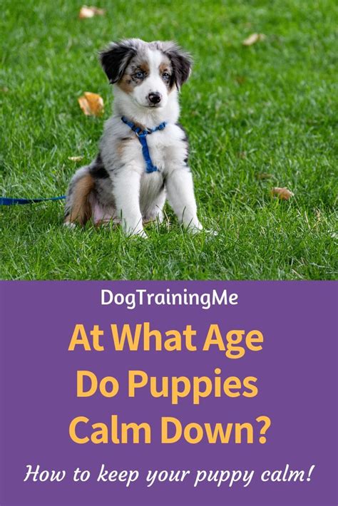 How to calm down a stressed or scared dog? At What Age Do Puppies Calm Down? | Puppies, Calm dogs, Dog training