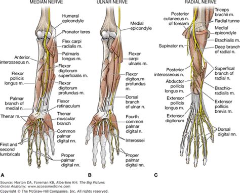 Accessmedicine Content Ulnar Nerve Median Nerve Human Body Anatomy