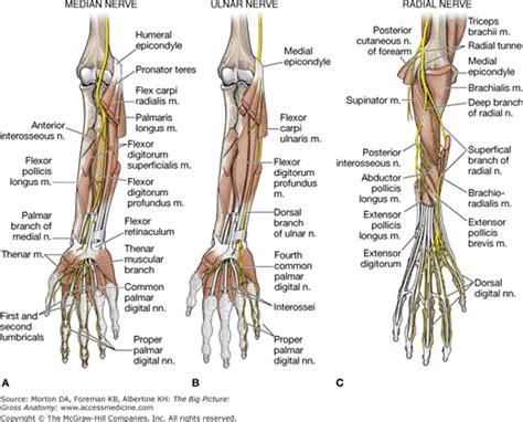 Accessmedicine Content Median Nerve Ulnar Nerve Radial Nerve