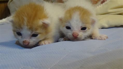 【猫動画】生後2週間の子猫達 Two Weeks Old Kittens Youtube