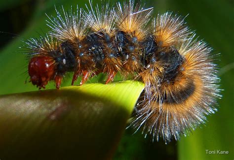 Fiery Hairy Little Redhead Caterpillar By Toni Kane Redbubble