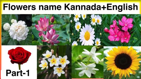 As an english masculine name it was common in the middle ages, and was revived in the 19th century. Flowers Name In Kannada | Best Flower Site