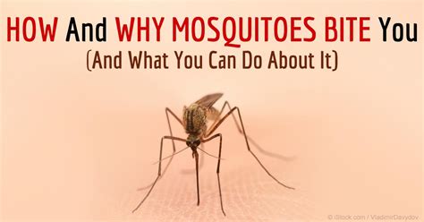 Mosquito Facts How And Why A Mosquito Bites You