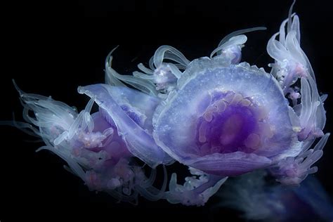 Crown Jellyfish Photograph By Ken Wolter