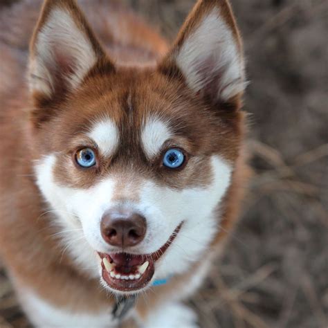 10 Dog Breeds With Blue Eyes