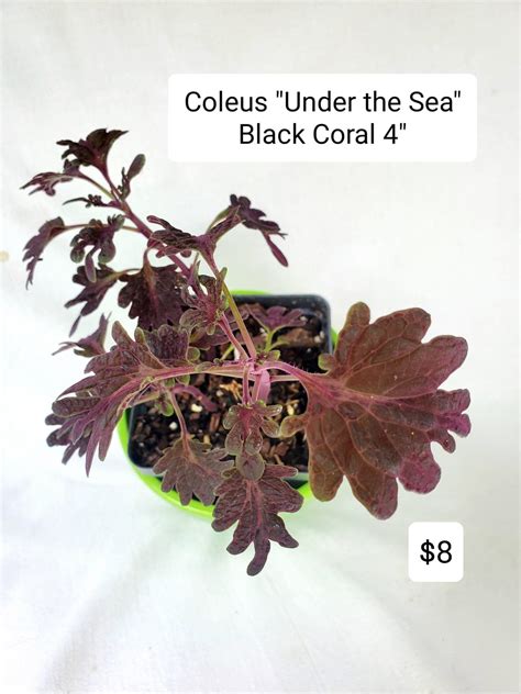 Coleus Under The Sea Black Coral Rooted Plant Etsy