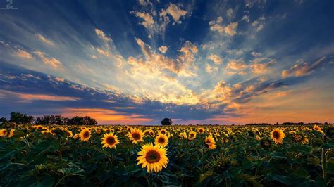 The Sun Is Setting Over A Large Field Of Sunflowers