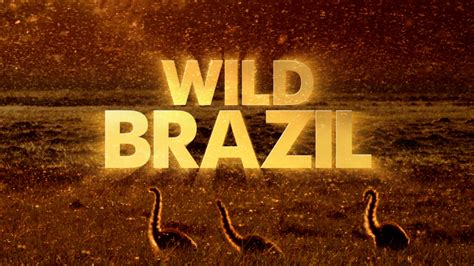 Wild Brazil Bbc Films At 59