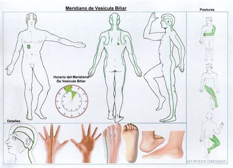 Meridianos De Vesícula Biliar Shiatsu Massage Shiatsu Massage