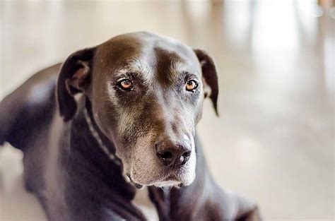 12 Things To Ask Before Adopting A Senior Dog Atractivopets