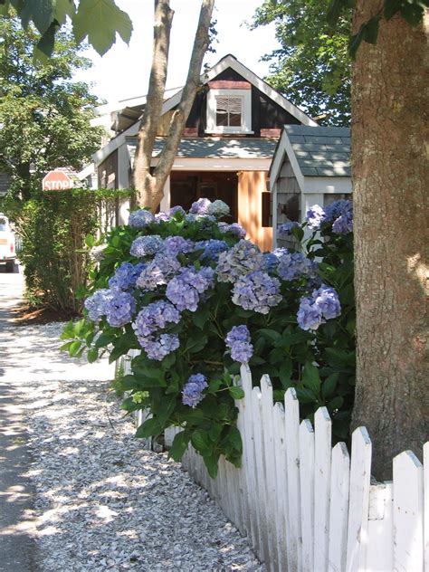 Beach Cottage Hydrangeas White Picket Fence And A Crushed Shell Path