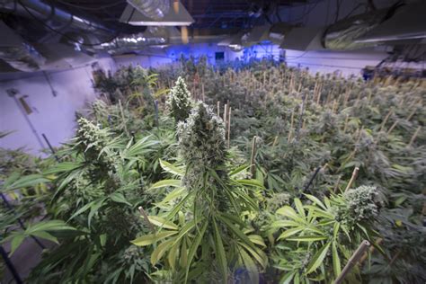 What jobs don t require a drug test. Wanted: Cannabis Reporter (Must Pass Drug Test) | Time