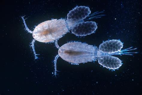 Copepods With Eggs Lm Photograph By Tom Branch Fine Art America