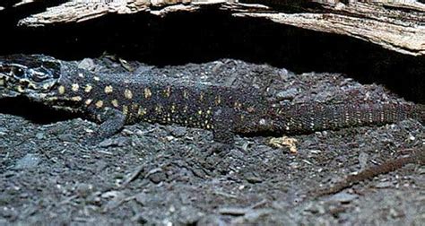 Yellow Spotted Lizard Facts