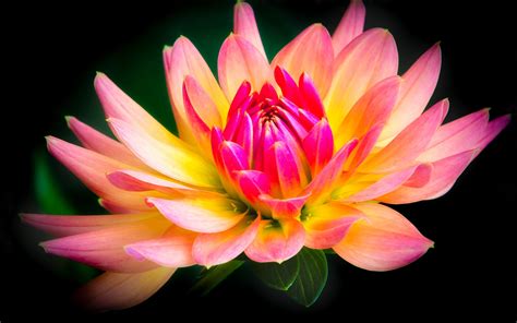 Maybe you would like to learn more about one of these? Flower close-up, yellow and pink, dahlia, black background ...