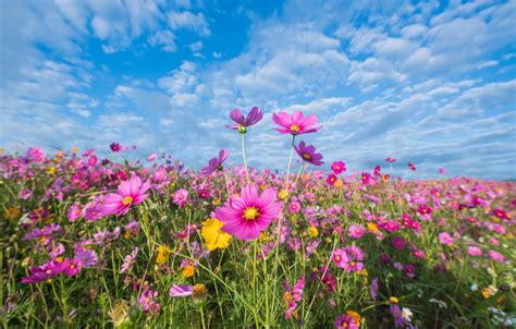Wallpaper Field Summer The Sky Flowers Colorful Meadow Summer