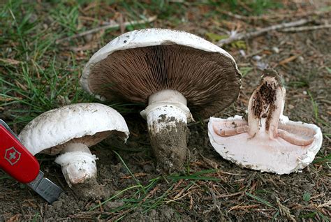 Agaricus Bernardii — Urban Mushrooms