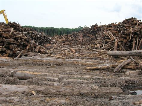 Hutan Produksi Pengertian, Fungsi & Pengelolaan (Serta