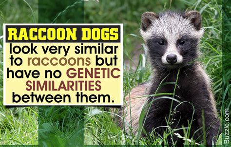 Facts About The Raccoon Dog A Rare But Endangered