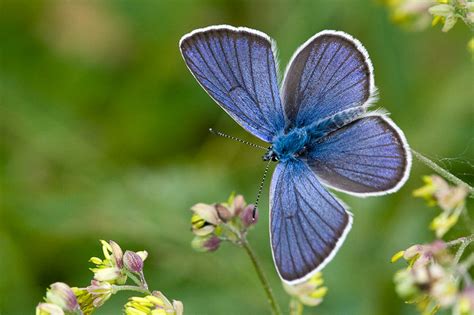 Uk Butterflies Mazarine Blue Cyaniris Semiargus