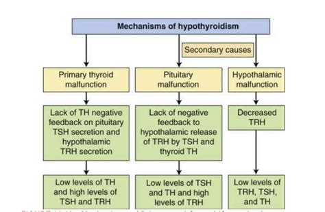 Differential Diagnoses Hashimotos Disease