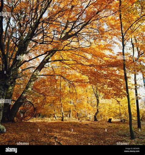 Autumn Woodland Trees Glade Hi Res Stock Photography And Images Alamy