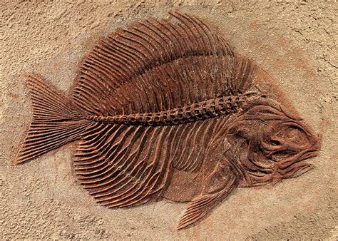 Fish Fossil Jigsaw Puzzle