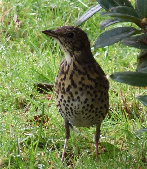 Do Thrushes Migrate Two Species To Look Out For This Winter