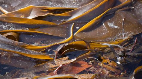 Scottish Kelp Harvesting Plan Entirely Sustainable Bbc News