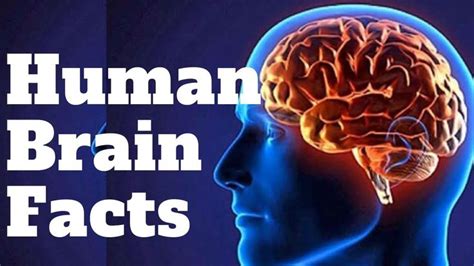 10 Fun Facts About Human Brain Human Brain Facts Human Brain Facts Riset