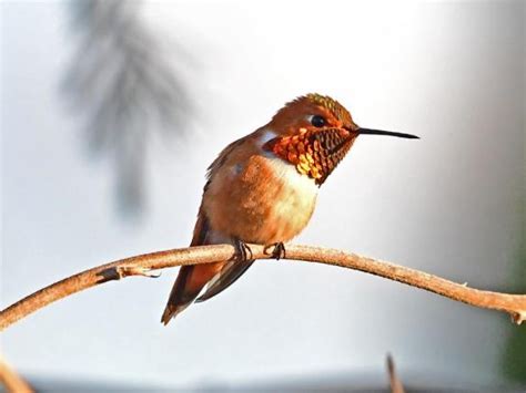 Access the live map & find species information. 03/27/2020 End of March, Where Are the Hummingbirds?