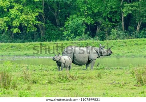 Indian Rhino Baby Rhino Kaziranga National Stock Photo 1107899831
