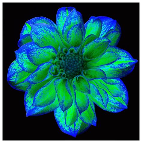 15 Best Flowers Images On Pinterest Blossoms Blue Flowers And Art Floral