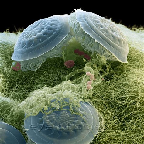 Animal Cell Under The Electron Microscope ボード「stem Cells