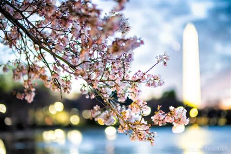 Dc Cherry Blossom Watch Update March 19 2023