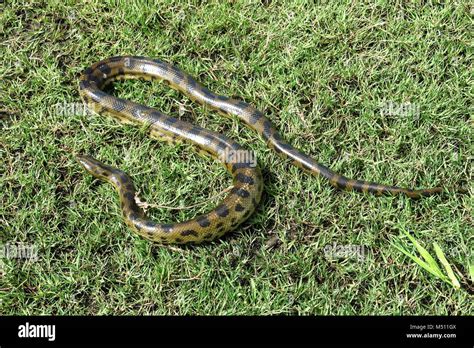 Green Anaconda Eunectes Murinus In Bolivian Pampas Yacuma National