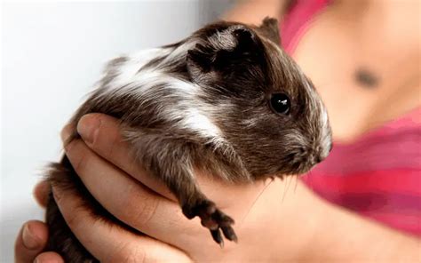 Why My Guinea Pig Screams When Picked Up Own Your Pet