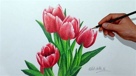 How To Draw A Flower With Simple Colored Pencils Tulip Pencil